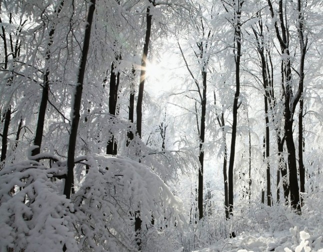 Edu Trail Ostri Medvjedak, Winter 2020